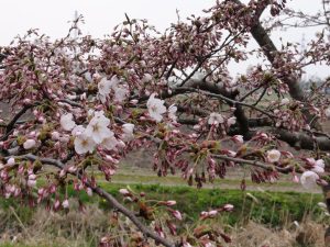 H300430 桜2