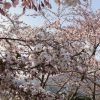 H300501桜1