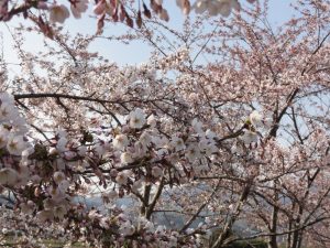 H300501桜1