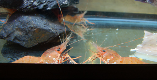 0420-ebi.jpg